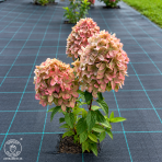 Hortenzia metlinatá (Hydrangea paniculata) ´MAGICAL CANDLE´® - výška 30-40 cm, kont. C2L